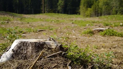 Cut trunk in a field of damaged trees Video stock 94641712