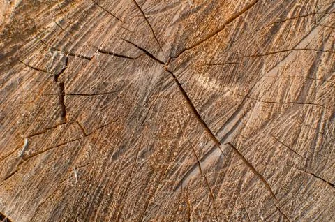 A cut of the trunk of an old tree, background, texture. Stock Photos