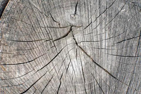 A cut of the trunk of an old tree, background, texture. Stock Photos
