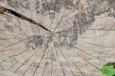 A cut of the trunk of an old tree, background, texture. Stock Photos