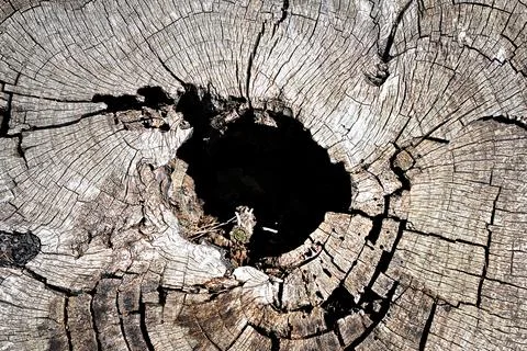 Cut trunk Stock Photos