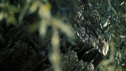 Cut trunk in the shadows Видео 94314133