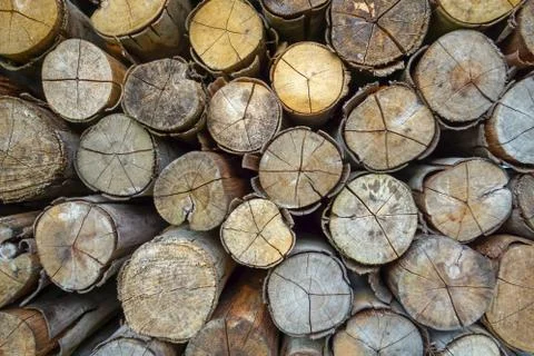 Cut the trunk of the tree for fuel. Timber for firewood Stock Photos