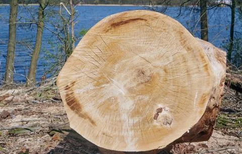 Cut trunk of a tree at the lake Stock Photos