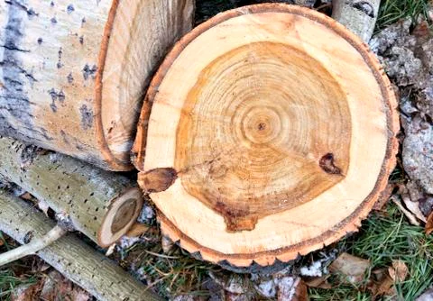 Cut the trunk of the tree poplar Stock Photos