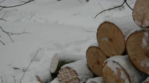 Cut Trunks In Forest Winter Snow Stock Footage 72005035