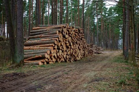 The cut trunks of pine trees in the forest are piled up in a heap. Stock Photos