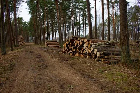 The cut trunks of pine trees in the forest are piled up in a heap, next to th Stock Photos