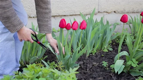 Cut tulips Stock Footage 49711374