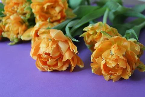 Cut tulips Stock Photos