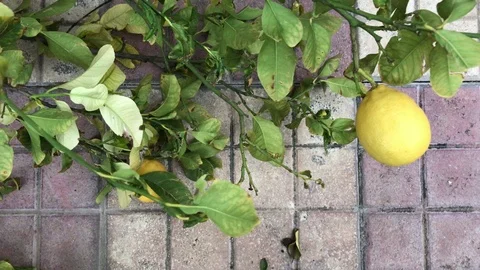 Cut twig of a Lemon with leafs at floor Stock-Footage 100405721