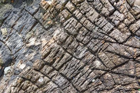 Cut of a very old stump.Background for the object. Stock Photos