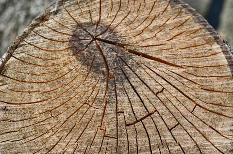 A cut view of a tree of its ring and texture. Foto stock