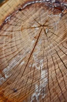 A cut view of a tree of its ring and texture. Stock Photos