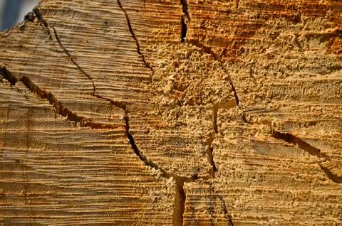 A cut view of a tree of its ring and texture. Foto stock