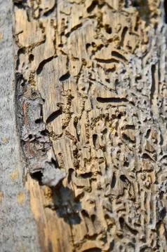 A cut view of a tree of its ring and texture. Foto stock