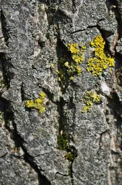 A cut view of a tree of its ring and texture. Stock Photos