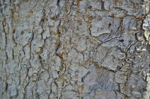 A cut view of a tree of its ring and texture. Stock Photos
