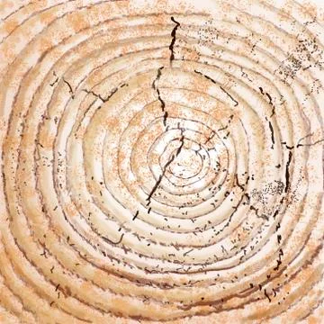 The cut view of a tree. Stock Photos