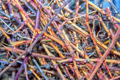 Cut the vine branch vine Pruning grape in a vineyard selective focus, Stock Photos