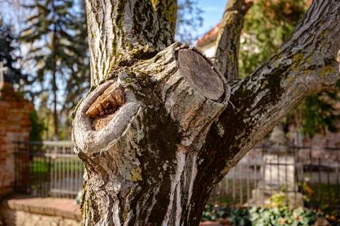 Cut walnut branches of an old walnut tree, trunk, knots Stock Photos