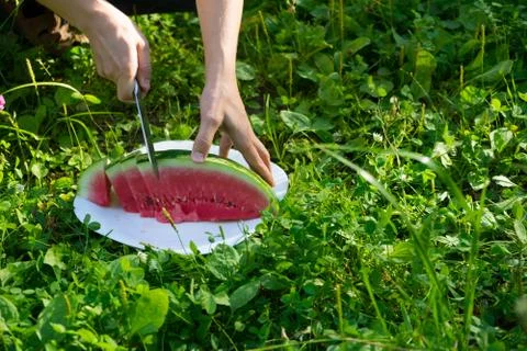 Cut watermelon on the grass Stock Photos