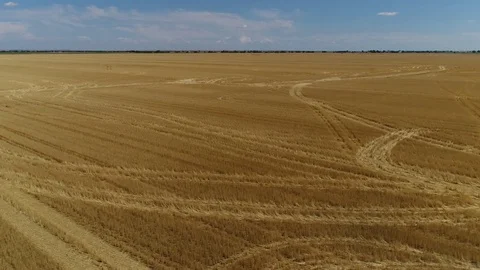Cut Wheat Field Flyover Stock Footage 81303907
