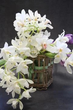 Cut white orchid branches Stock Photos