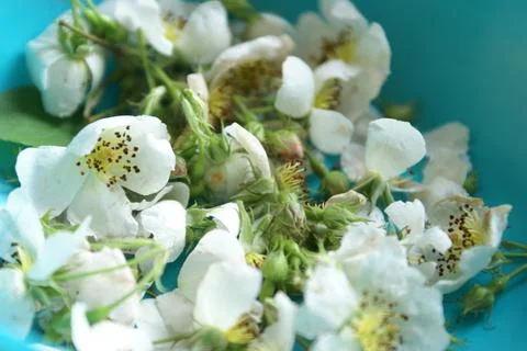 Cut Wild Rose Stock Photos