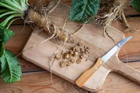 Cut-up wild teasel root on a table Stock Photos