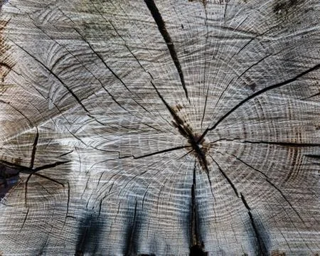 Cut wood with end grain pattern Stock-Fotos