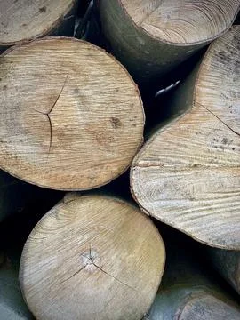 Cut wood logs lying. Stock Photos