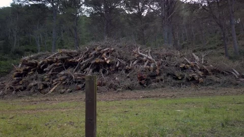 Cut wood stack  Stock Footage 159970055
