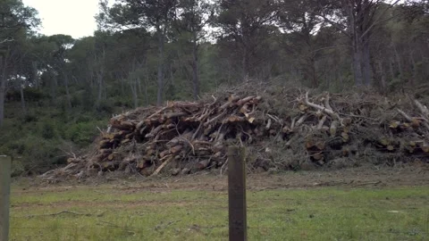 Cut wood stack on the mountain 스톡 동영상 159970192