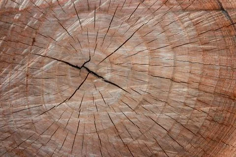 The cut wood with the texture. Stock Photos