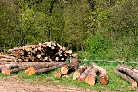 Cut wood trees in the forest Stock Photos