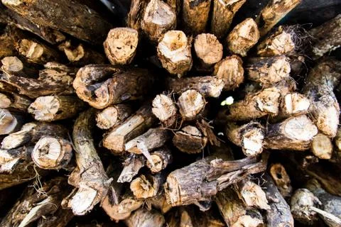 Cut wood trunks Stock Photos