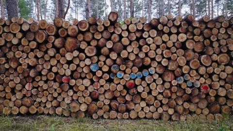 Cut wooden logs in the stack. Harvesting wood for fuel and firewood. Logging. Stock Footage 258984001