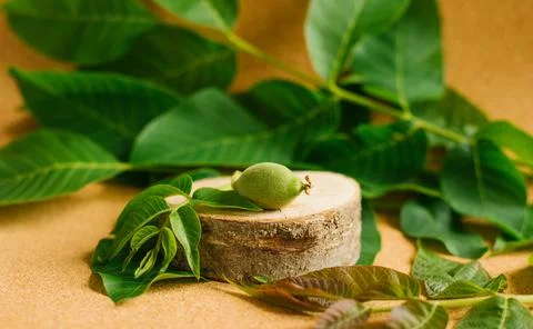 A cut of a young tree on a brown background with green leaves. A small nut an Stock Photos
