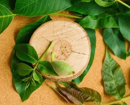 A cut of a young tree on a brown background with green leaves. A small nut an Stock Photos