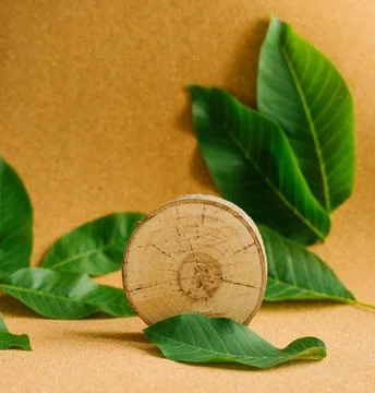 A cut of a young tree on a brown background with green leaves. Stock Photos