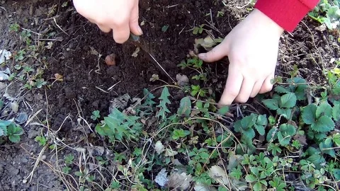 Cut with your hands and knife unnecessary outgrowths from the soil Stock Footage 74393147