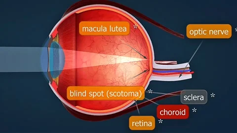 Cutaway of human eye 動画素材 316415566