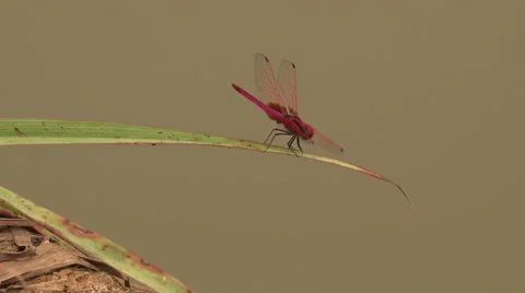 Cutaway Malaysia Dragonfly On Leaf Stock Footage 67561561