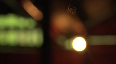 Cutaway Malaysia Spider Crawling On Web Stock Footage 67561589