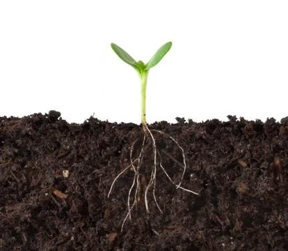 Cutaway of Plant Growing in Dirt Stock Photos