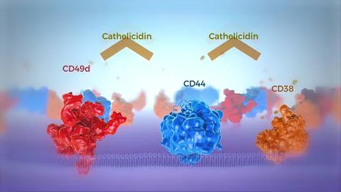 Cutaway view of human cell membrane in red and blue showing transmembrane pro Stock Illustration