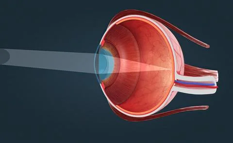 Cutaway View of a Human Eye 스톡 일러스트