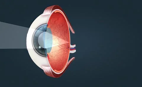 Cutaway View of a Human Eye 스톡 일러스트