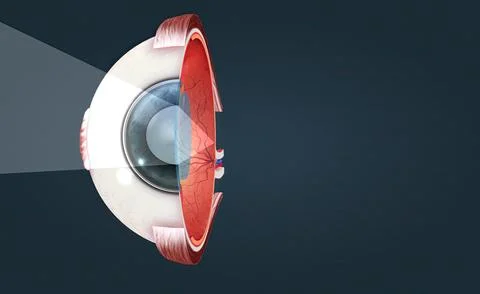 Cutaway View of a Human Eye Stock Illustration